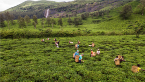 I remade my tea brand from Honest to Just and found a gift in the bargain