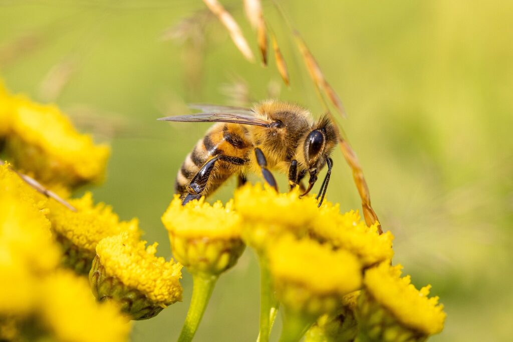 Protecting honey bees through organic farming and flower strips