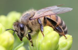 Protecting honey bees through organic farming and flower strips